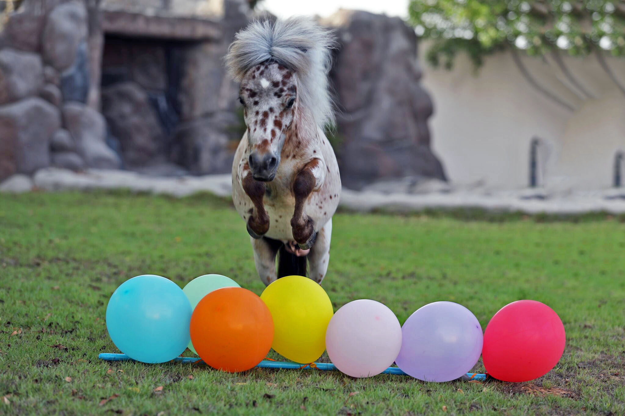 Tango The Miniature Pony